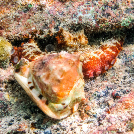 Best Snorkeling on St. Thomas